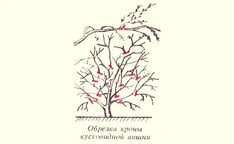 Нужно ли обрезать жимолость. Схема обрезки жимолости осенью. Обрезка жимолости весной схема. Схема обрезки вишни мелкопильчатой. Жимолость схема обрезки куста.