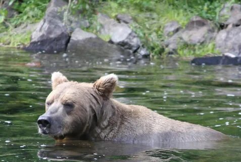 Could bear