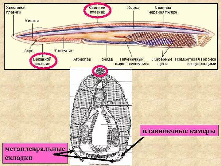 Ланцетник метаплевральная складка. Тотальный препарат ланцетника. Атриопор у ланцетника это. Метаплевральные складки.