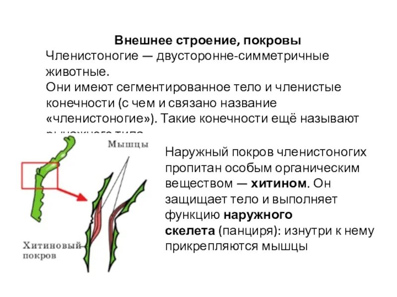 Наружный хитиновый покров разделенное на отделы тело. Строение хитинового Покрова членистоногих. Строение покровов членистоногих. Строение конечностей членистоногих. Членистые конечности членистоногих.