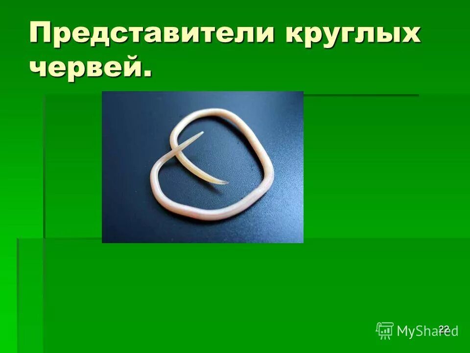 Представители круглых. Представители круглых червей. круглі черви представники. название представителей круглых червей. круглый червь представители.