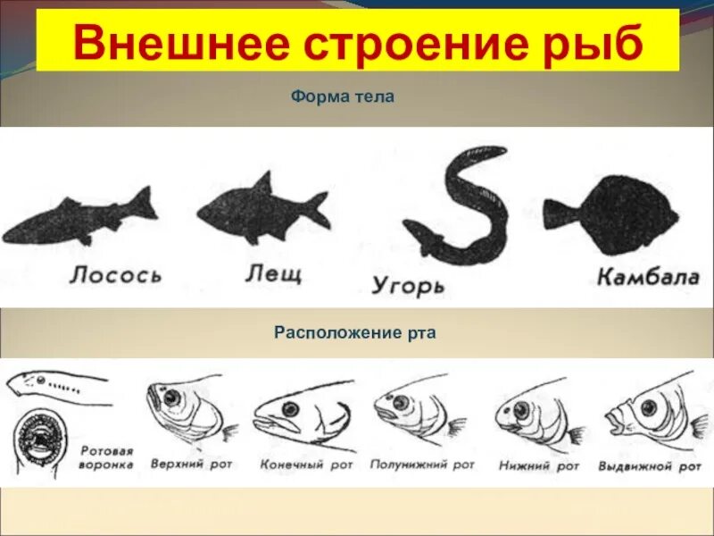 Урок класс рыбы 7 класс. Строение рыбы. Форма тела рыб. Внешняя форма рыбы. Рыбы биология 7 класс.