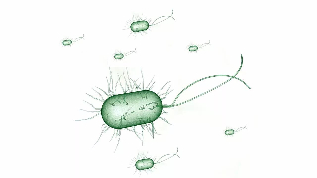 Бактерия 1 играть. Кишечная палочка Escherichia coli. Бактерия Escherichia coli. Кишечная палочка эшерихия коли. Бактерия эшерихия коли.