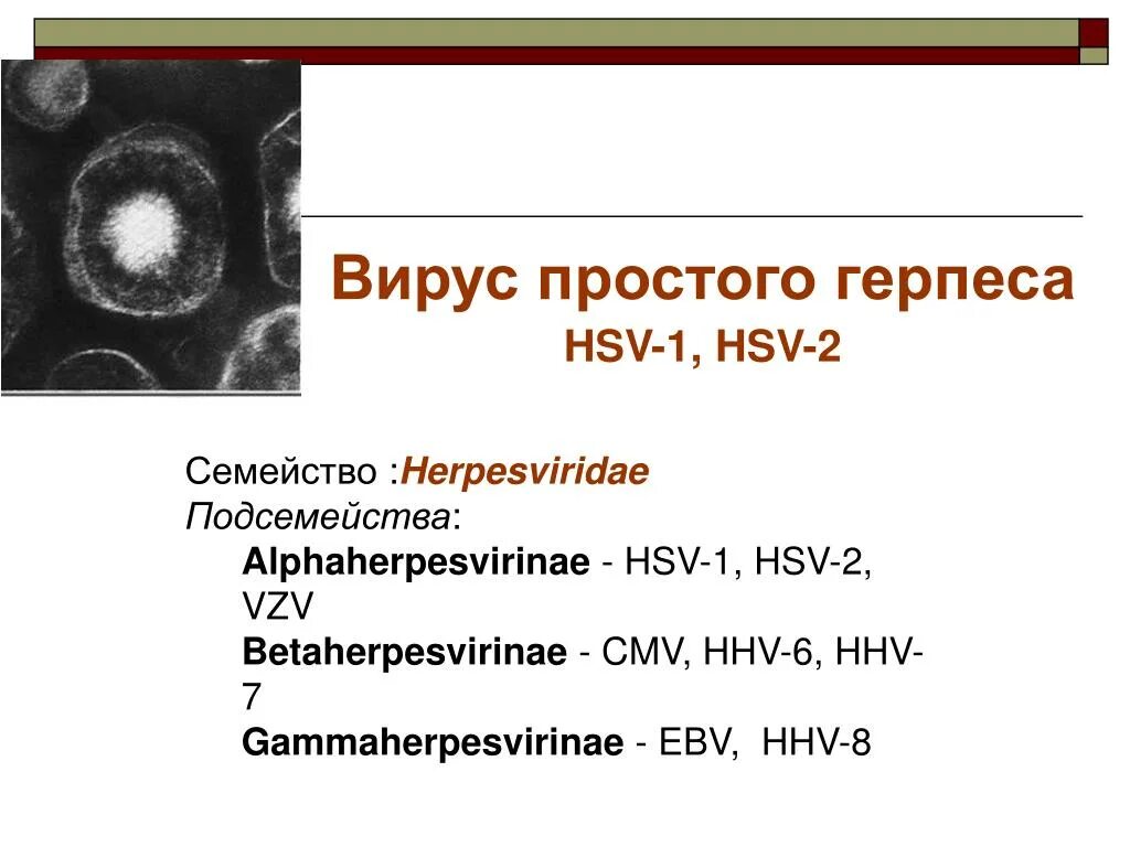 Вирумпростого герпеса. Вирус простого герпеса (ВПГ). Human herpes