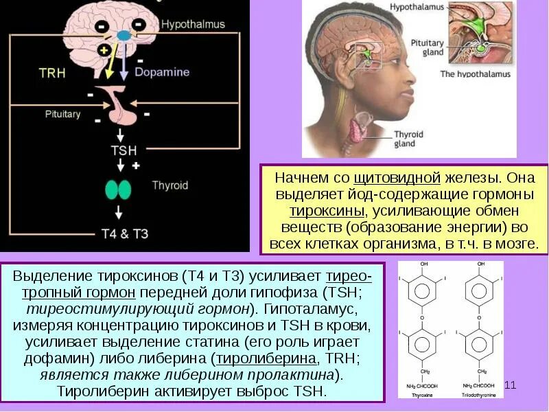 Функциональная ось гипоталамус-гипофиз-щитовидная железа. Гипоталамус гипофиз щитовидная железа схема. Связь гипофиза и щитовидной железы. Щитовидная железа и гипофиз взаимосвязь. Тиреотропный гормон гипофиза