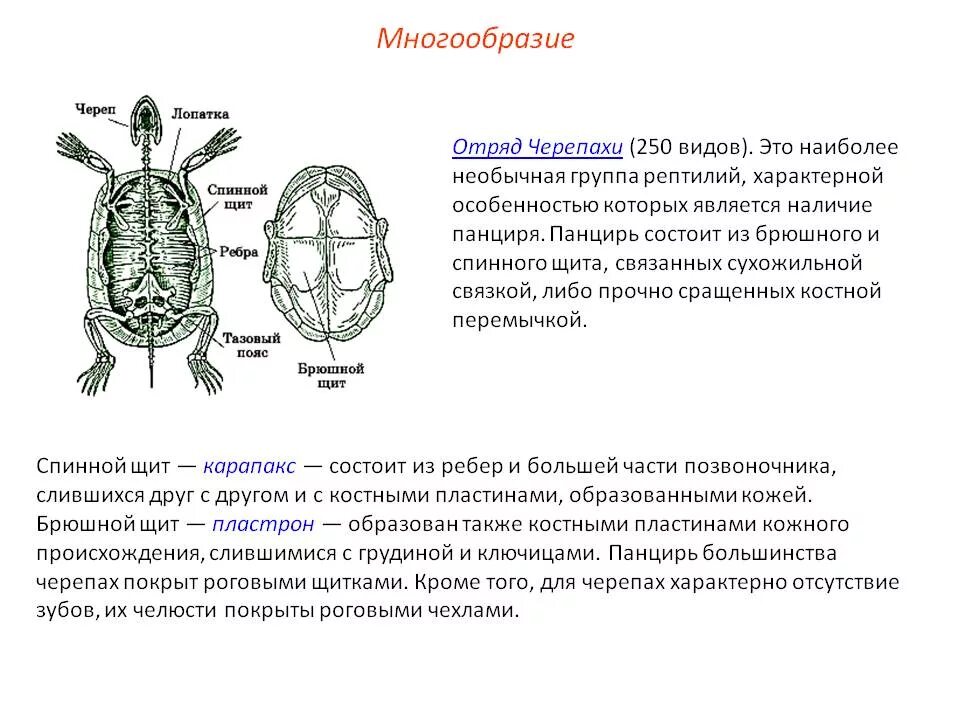 Особенности строения черепахи. Общая характеристика отряда черепах. характеристика отряда черепахи. отряд черепахи общая характеристика. отряд черепахи общая характеристика кратко.