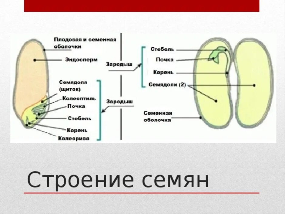 Корешок стебелек зародыш семени двудольных растений. Строение двудольного и однодольного семени, подписать,. строение двудольного семени фасоли. строение семени однодольного растения фасоли. строение семени двудольного растения фасоли рисунок.