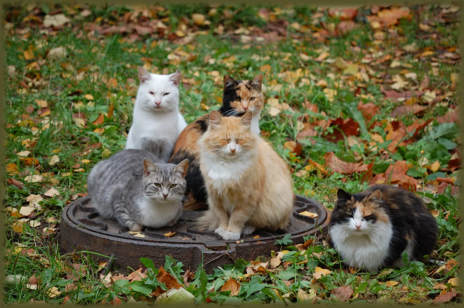 Некоторые кошки