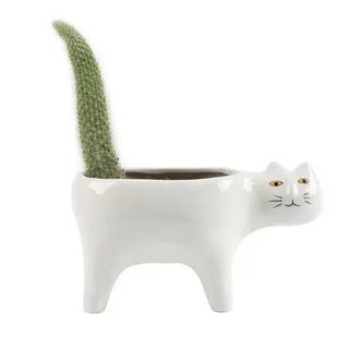 Коте горшок