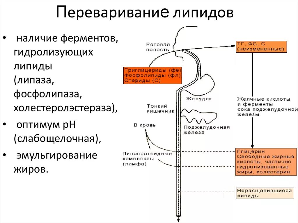 Всасывание липидов биохимия схема. Общая схема переваривания липидов. Схема переваривания жиров биохимия. Схема переваривания и всасывания липидов в ЖКТ. Содержит ферменты расщепляющие белки жиры