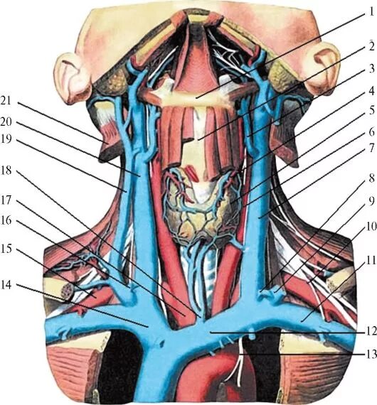Внутреннее строение шеи. Верхняя яремная Вена анатомия. Вены шеи топографическая анатомия. Плечеголовная Вена анатомия.