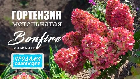 Бонфайр описание
