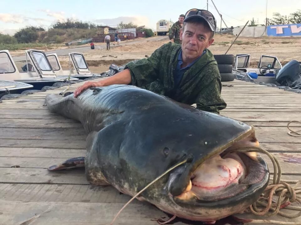 Рыба 5 метров. Самый большой сом. Сом рыба. Огромная рыба.