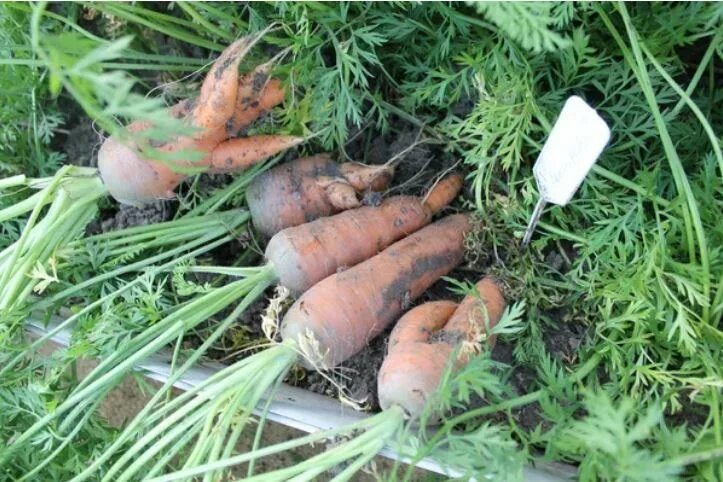 Масса выращенной моркови в 3 раза. Корявая морковь. Рогатая морковь. Морковная Муха. Морковь треснула.