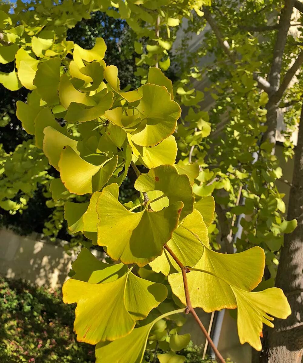 Ginkgo. Растение гинкго двулопастный. гинкго билоба дерево. ginkgo biloba растение. гинкго двудопастной дерево.