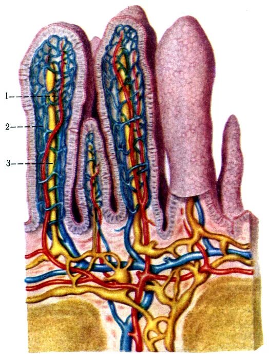 В ворсинках тонкого кишечника происходит. Кишечная Ворсинка анатомия. Строение кишечной ворсинки анатомия. Ворсинки тонкого кишечника. Строение кишечной ворсинки.