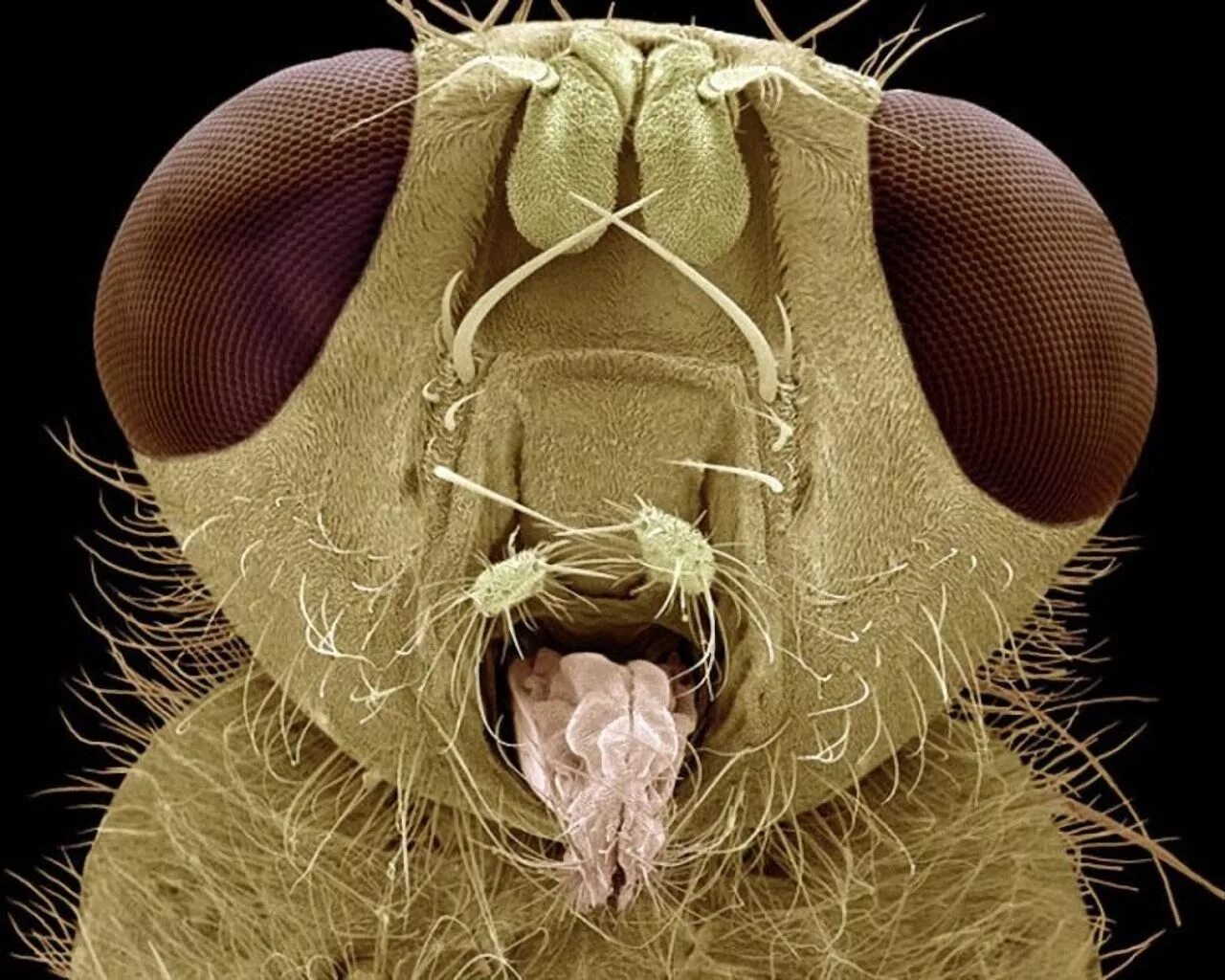 Черви комаров. Северная мошка под микроскопом. Мокрец мошка под микроскопом. Хоботок мухи под микроскопом. Микромир насекомые под микроскопом.