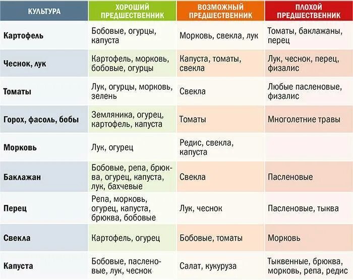 Можно ли лук после моркови. Посадка овощей предшественники таблица. После чего сажать морковь на следующий год. После чего сажать чеснок.