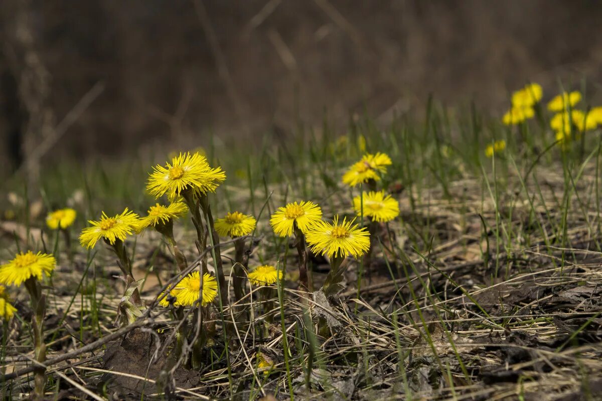 мать и мачеха желтая. мать и мачеха цветок. весенние цветы мать и мачеха. мать-и-мачеха. мать и мачеха растение.