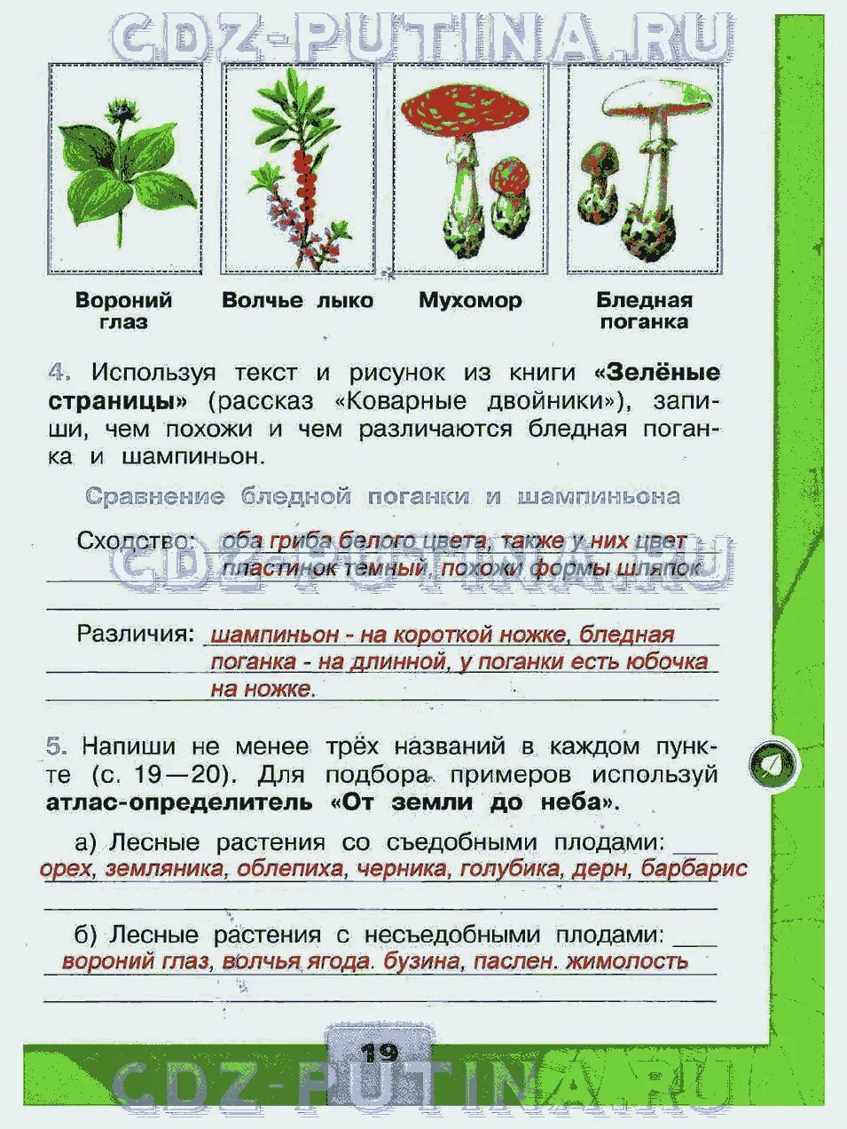 Книга зеленые страницы текст коварные двойники. Зеленые страницы коварные двойники. Окружающий мир. Рабочая тетрадь. 2 Класс. Часть 2. Коварные двойники из книги зеленые. Зеленые страницы рассказ коварные двойники.