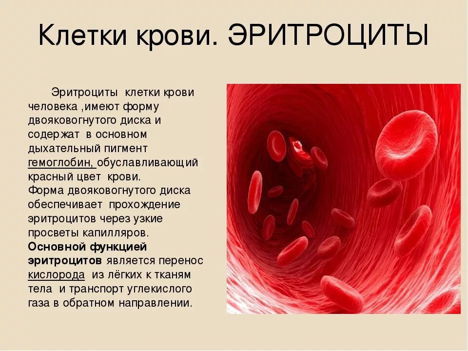 3 признака эритроцитов. Клетка эритроцита. Кровяные клетки человека. Состав эритроцитов.