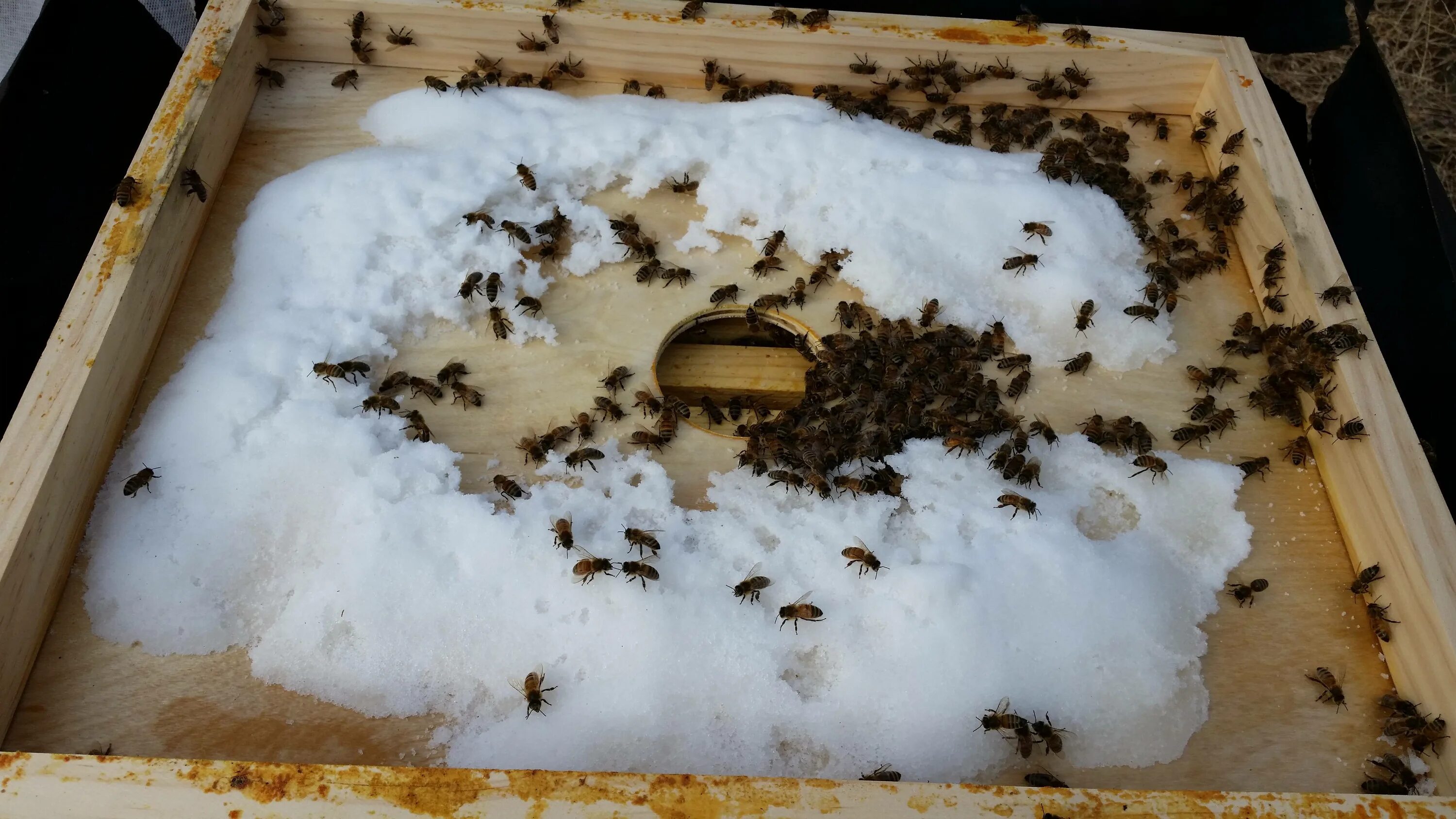 Пчелы зимой спят