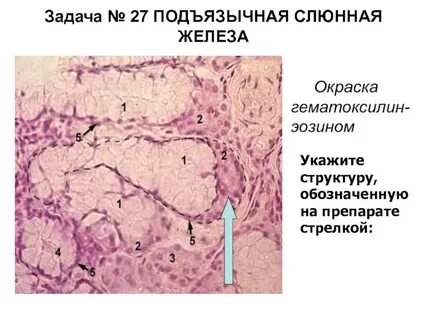 Железы гистология
