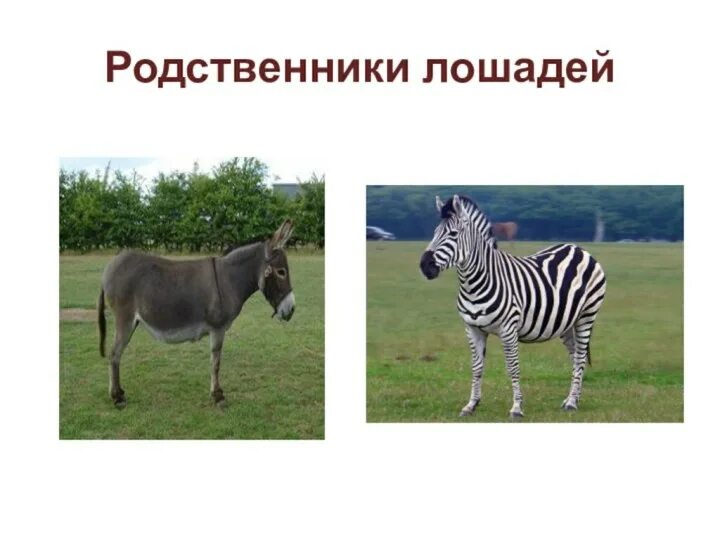 Тарпан европейская дикая лошадь. Зебра семейство лошадиных. Лошадь в полоску. Я сильней десяти коней. Родственники лошадей дальние.