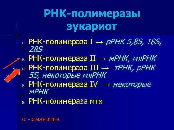 РНК полимераза эукариот. Типы РНК полимераз. Строение РНК полимеразы у эукариот. РНК полимеразы прокариот.