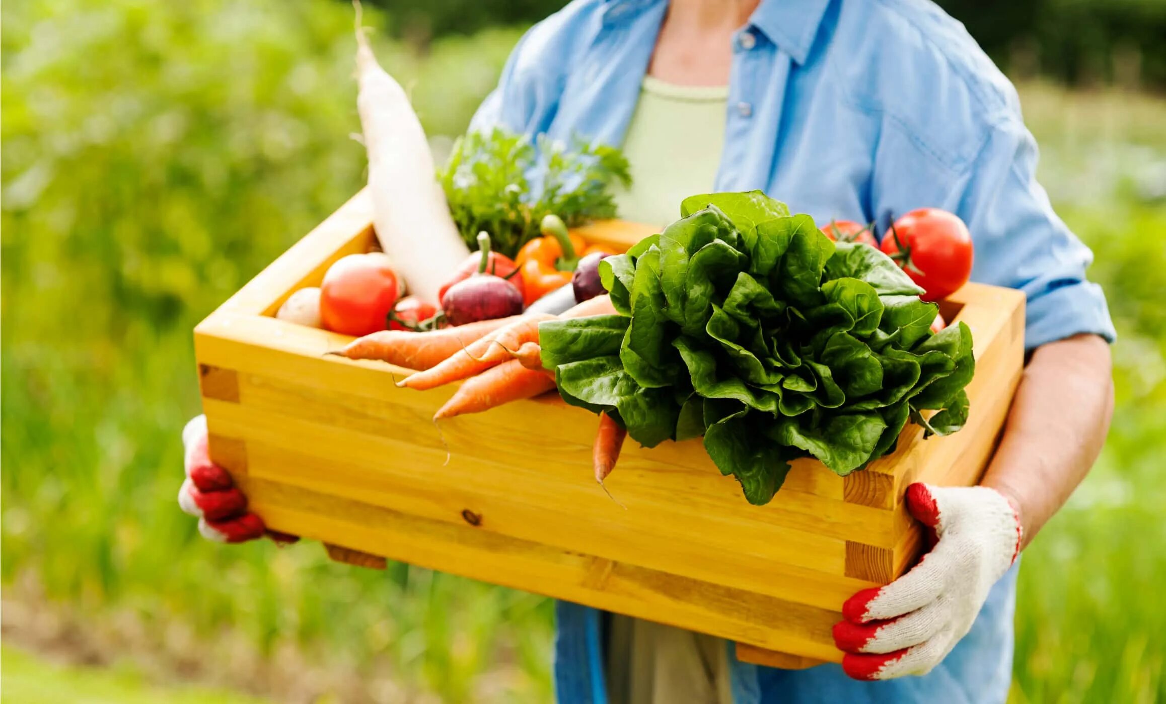 Фермерские овощи. Овощи на огороде. Фермерские овощи и фрукты. Продукты с огорода. Свежие фермерские овощи