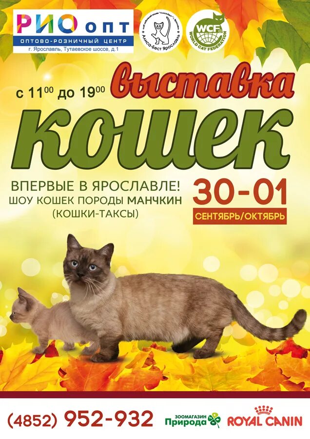 выставка кошек минск. выставка кошек на тархова. выставка кошек рио ярославль 2024. выставка кошек вологда. выставка кошек рио ярославль 2024.