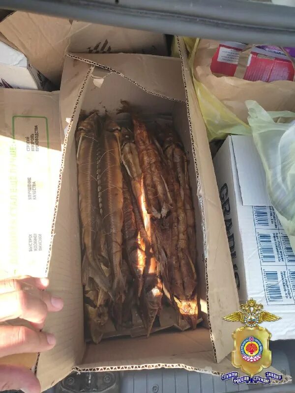 незаконные экземпляры. хищение компьютерной информации. изъятие оружия. незаконные экземпляры. незаконные экземпляры.