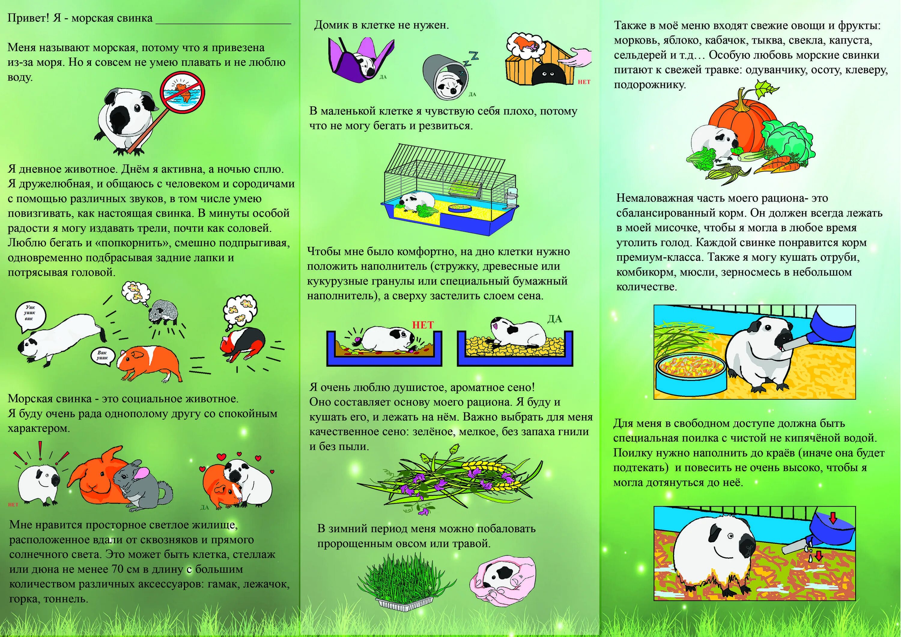 Уход и содержание морских. Памятка по уходу за морской свинкой. памятка для морских свинок. уход за морской свинкой в домашних условиях для начинающих. правила ухода за морскими свинками.