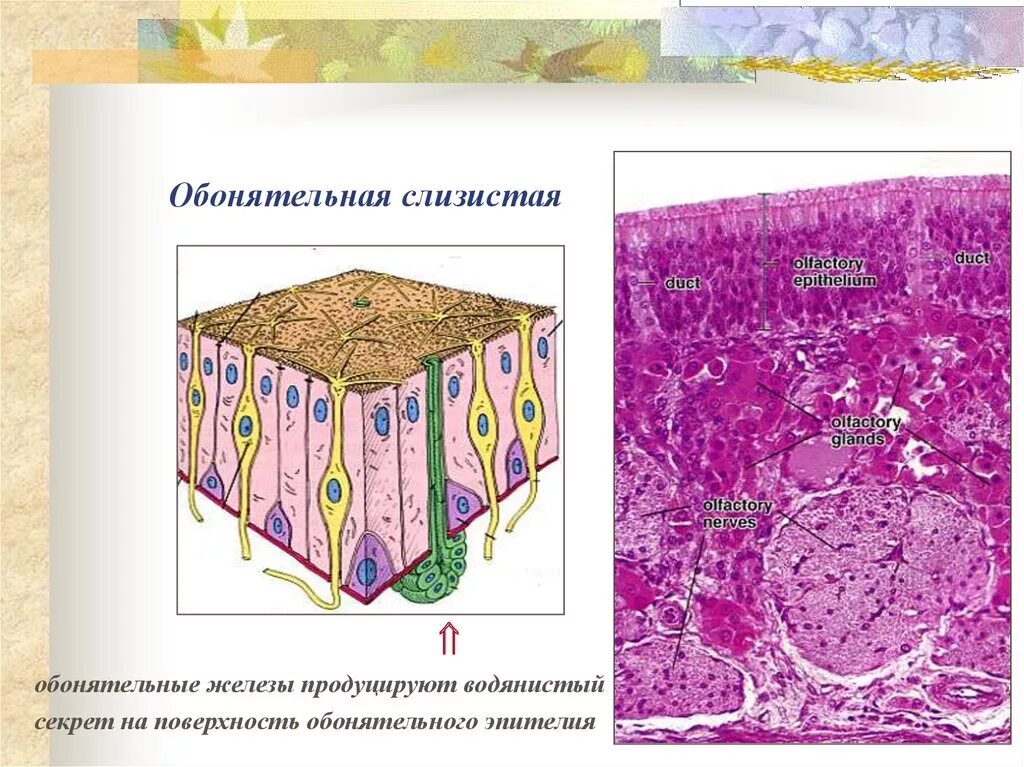 Слизистые клетки секрет. Обонятельный эпителий Электронограмма. Обонятельный анализатор гистология. Обонятельный эпителий гистология. Схема строения обонятельного эпителия.