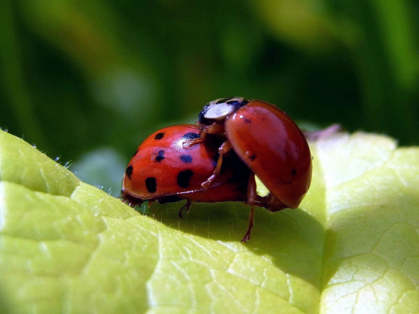 Божья коровка песни малинка. Ladybug Божья коровка. Божья коровка альбинос. Коричневая Божья коровка. Розовая Божья коровка.