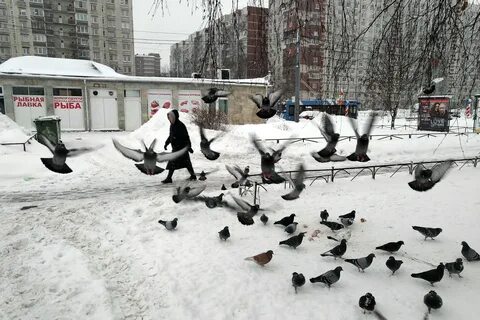 Сквер птиц