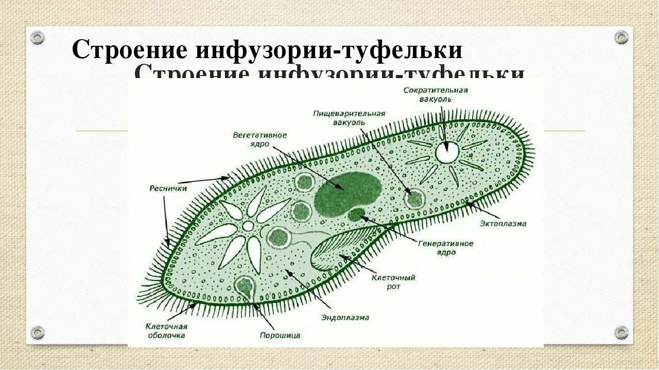 Инфузория строение рисунок. Инфузория туфелька строение 7 класс. Инфузория туфелька осморегуляция. Сократительная вакуоль инфузории туфельки. Вегетативное ядро инфузории.