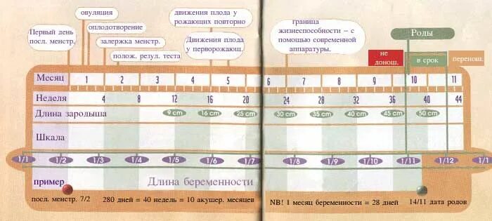 Срок беременности по месячным. Акушерский срок беременности. Сроки родов по неделям. Беременность и рок. Как рассчитать срок беременности.