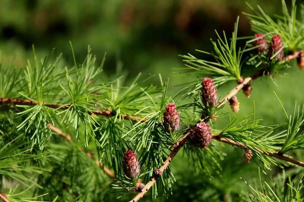 Pinus parviflora glauca. Лиственница европейская хвоинки. Крона хвоинка. Ель пумила нигра. Крона хвоинка.