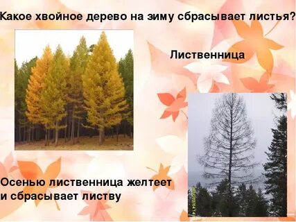 У какого дерева опадают и желтеют хвоинки