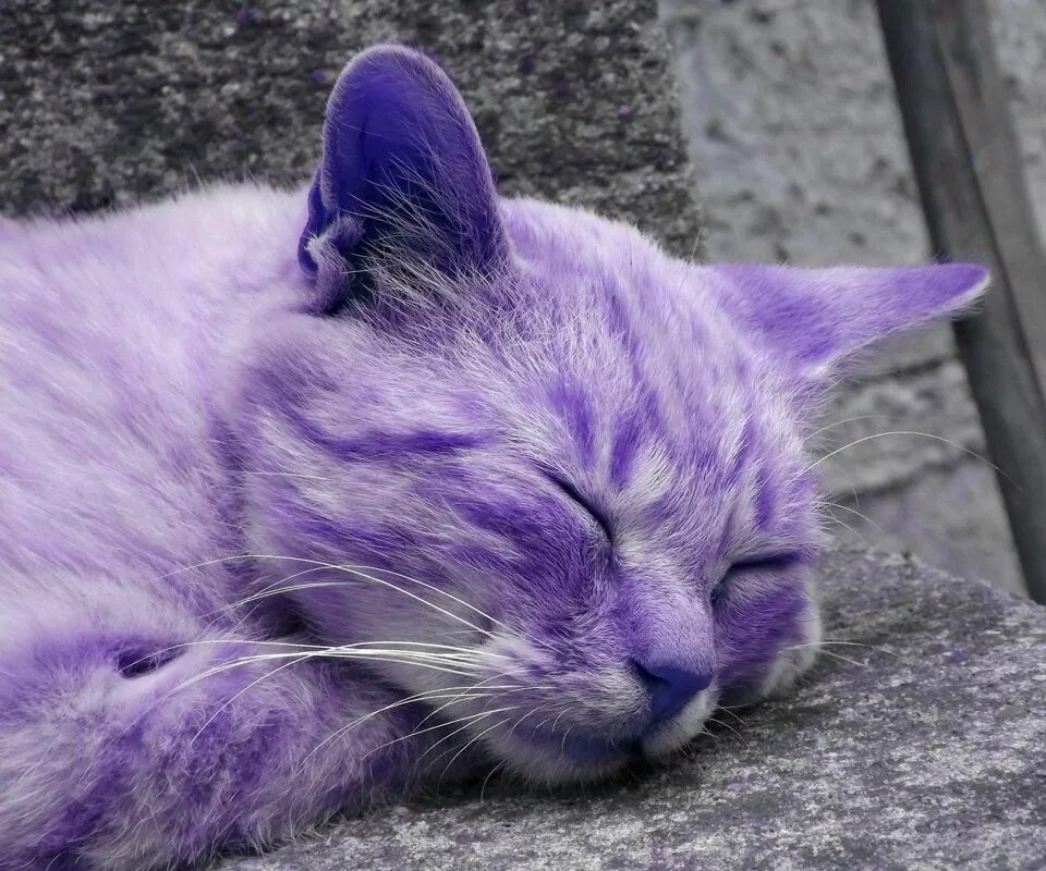 Большой фиолетовый кот