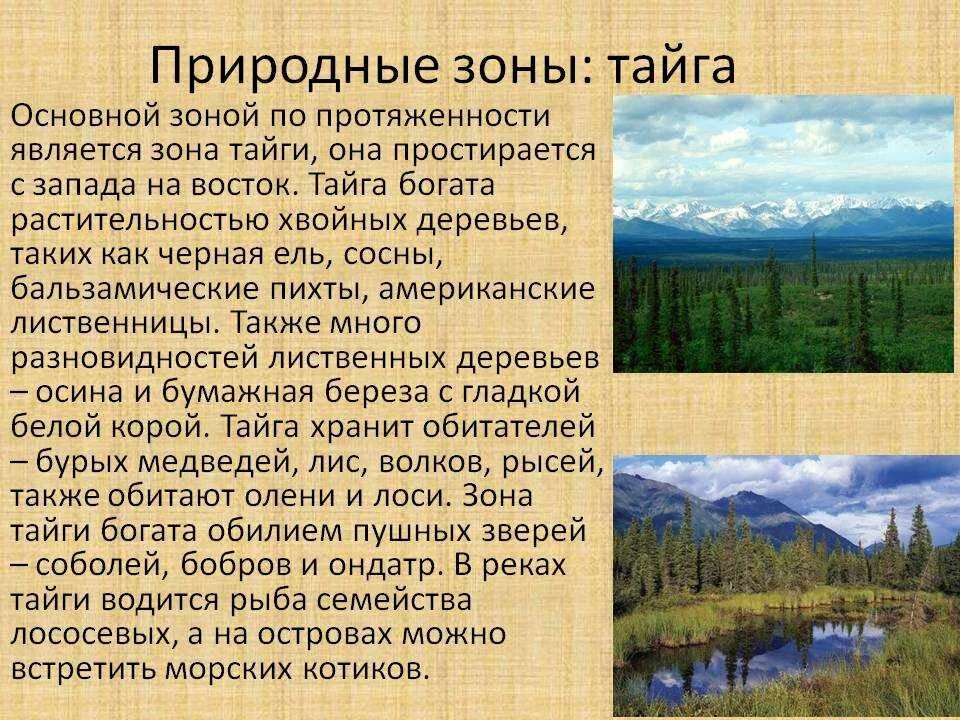 Какая характеристика в тайге. Тайга природная зона. Тайга описание природной зоны. Доклад о природной зоне. Доклад о тайге.