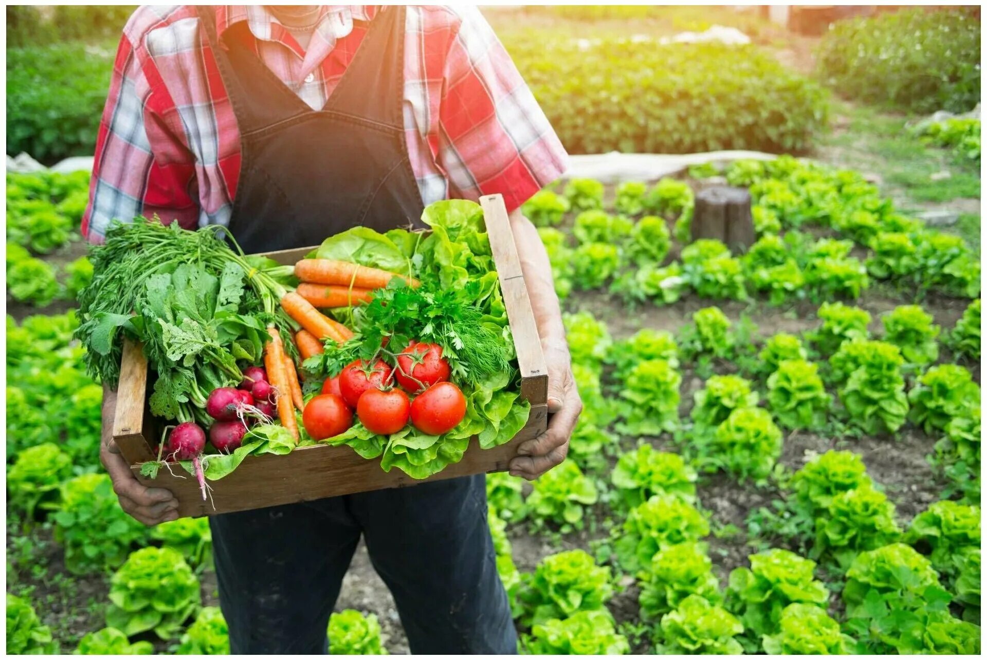 помидоры на даче. сбор яблок в саду. собирать урожай на огороде. сад и огород. собирать урожай на огороде.