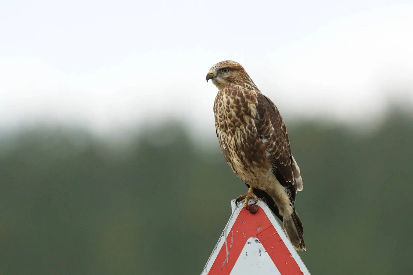 Buzzard. Канюк зимняк. Канюк северный. Обыкновенный канюк. Ястребиный сарыч.