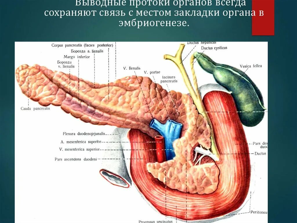 Селезенка желудок поджелудочная железа. Желчный пузырь селезенка поджелудочная. Выводной проток желчного пузыря. Поджелудочной железы желчный пузырь желчного протока. Селезенка поджелудочная железа желчный пузырь.