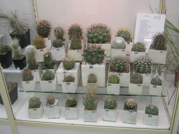 кактус с гладкими листьями. кактус москва. кактусы комнатные коллекции. питомник кактусов. ашан кактусы.