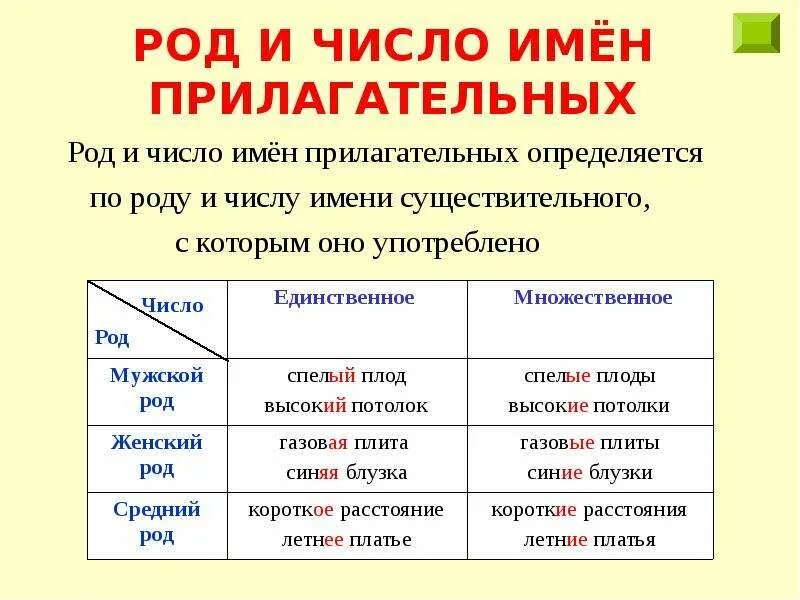 Род число падеж существительных. Как определить род и число имен существительных. Алгоритм определения рода прилагательного. Род и число прилагательных. Определить род и число имен существительных.