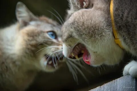 Кошки ссорятся