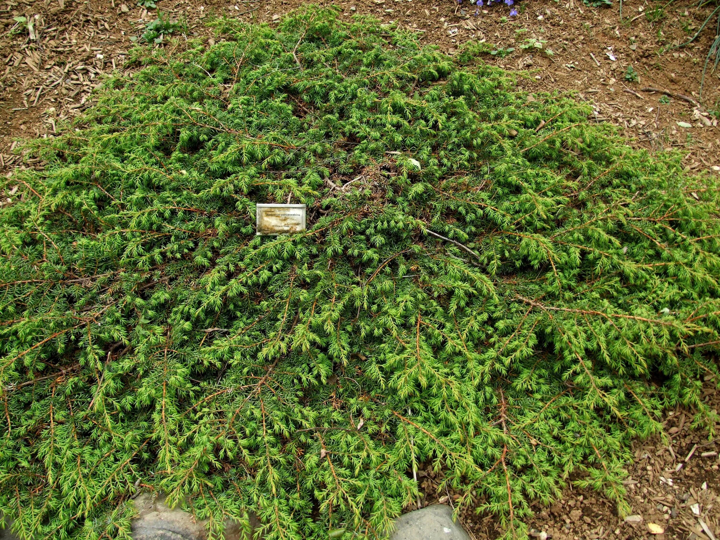 Juniperus pseudosabina - Image of an specimen - Plantarium
