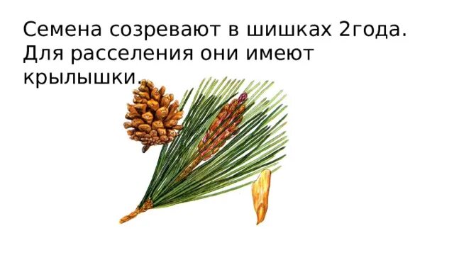 Семена сосны созревают. Срок созревания шишки у сосны. Срок созревания семян у сосны. Семена в шишках сосны обыкновенной созревают через. Семена ели созревают